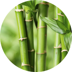 bamboo amoena bra mastectomy